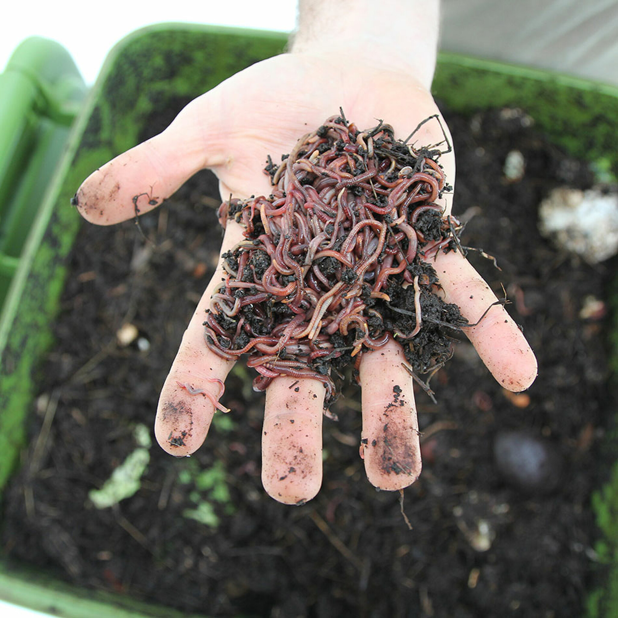 Fresh Compost Worms Near Me in Brisbane QLD Australia